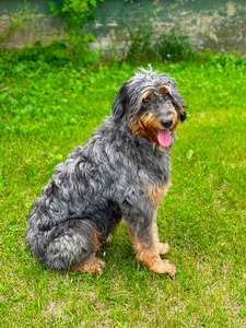 Remington (F1 Aussiedoodle)