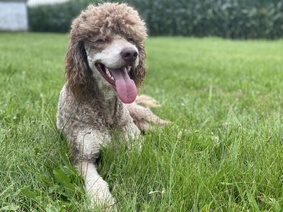 Yeti (AKC Standard Poodle)