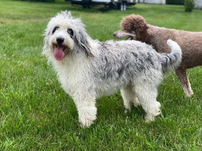 Luna (F1 Aussiedoodle)