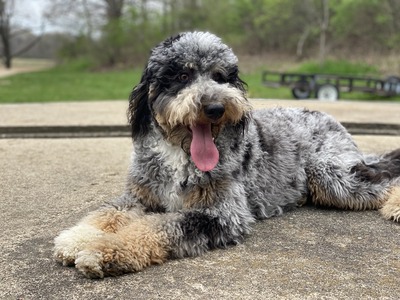 Kit Kat (F1B Aussiedoodle)