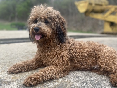 Axel (AKC Mini Poodle)