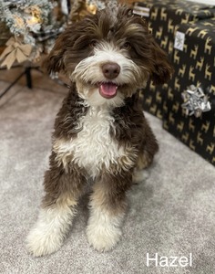 Hazelnut (F1 Mini Aussiedoodle)