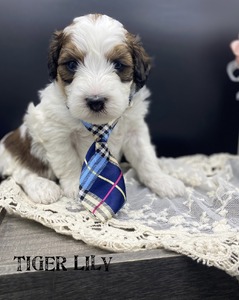 Tiger Lily (F1B mini Bernedoodle)