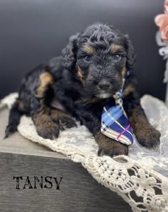 Tansy (F1B mini Bernedoodle)