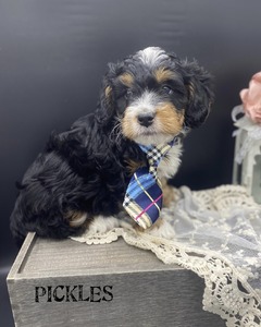 Pickles (F1B mini Bernedoodle)