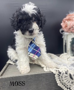 Moss (F1B mini Bernedoodle)