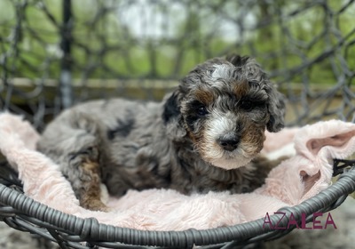 Azalea (F1B Mini Bernedoodle)