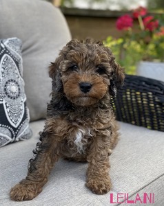 Leilani (F1B Mini Bernedoodle)