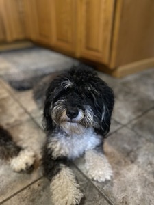 Olive (F1  Mini Bernedoodle)