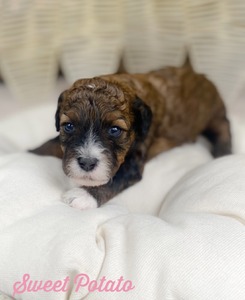 Sweet Potato -girl  (F1B micro mini Bernedoodle)