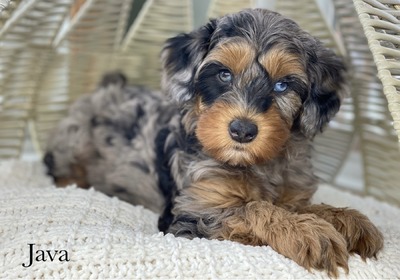 Java (Male- Mini Aussiedoodle )