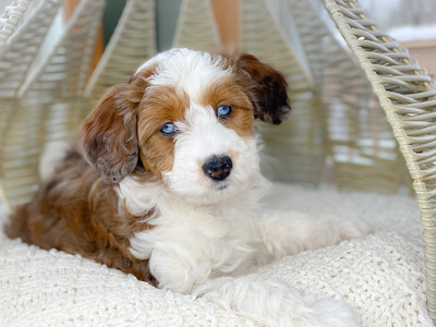 Cinnamon Roll (Female -mini Aussiedoodle )