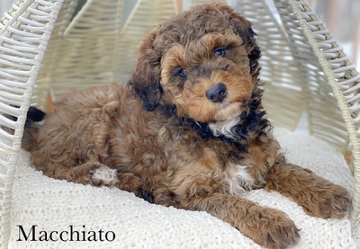 Macchiato (Male-mini Aussiedoodle)