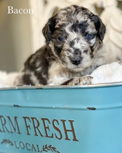 Bacon (Standard Aussiedoodle)