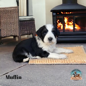 Muffin (Standard Aussiedoodle)