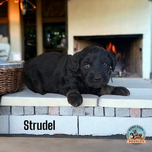 Strudel 