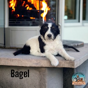 Bagel (Standard Aussiedoodle)