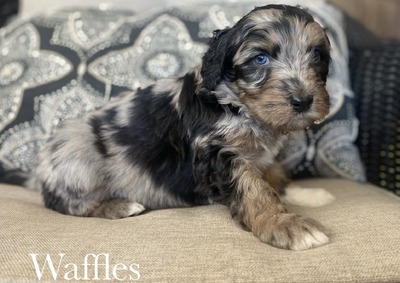 Waffles (Standard Aussiedoodle)