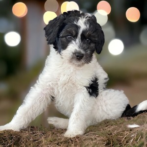 Donut  (Standard Aussiedoodle)