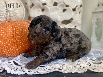 Delia  (F1B mini Bernedoodle )