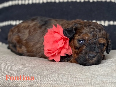 Fontina (F1B mini Bernedoodle 25-40lbs )