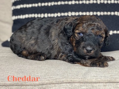 Cheddar (F1B mini Bernedoodle )