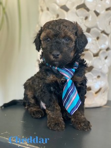 Cheddar (F1B mini Bernedoodle )