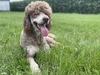 Yeti (AKC Standard Poodle)