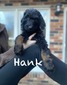 Hank