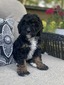 Lotus (F1B mini Bernedoodle)