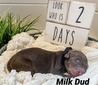 Milk Dud