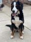 Daphne (Bernese Mountain Dog )