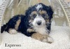 Expresso (Female -mini Aussiedoodle )