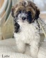 Latte (Female -mini Aussiedoodle )