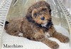 Macchiato (Male-mini Aussiedoodle)