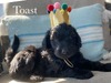 Toast (Standard Aussiedoodle )