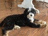 Magnolia (F1 Mini Bernedoodle )