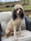 Axel (AKC Mini Poodle)