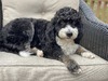 Daisy  Mae (F1 Mini Bernedoodle)